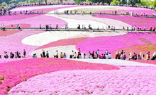 芝桜の丘(羊山公園)