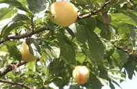 芦ヶ久保果樹公園村