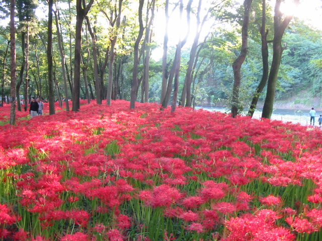 巾着田の500万本の曼珠沙華