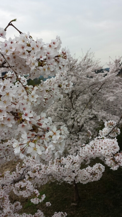 花の力！ （若女将ブログより）