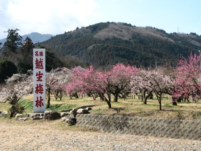 越生梅林 梅まつり見頃です！